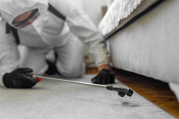 Professional Bed Bug Control technician working in Bellevue, WA