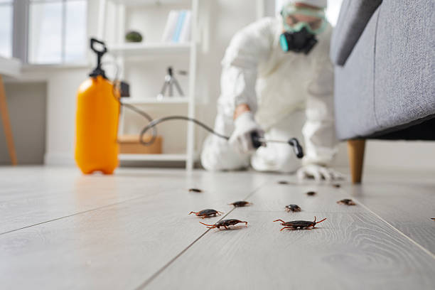 Trusted Emergency Pest Control service in Bellevue, WA - Nex Pest Control